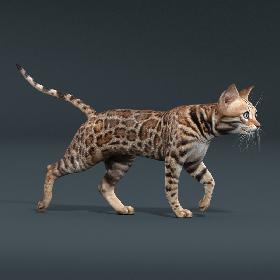 Bengal cat(ANIMATED)
